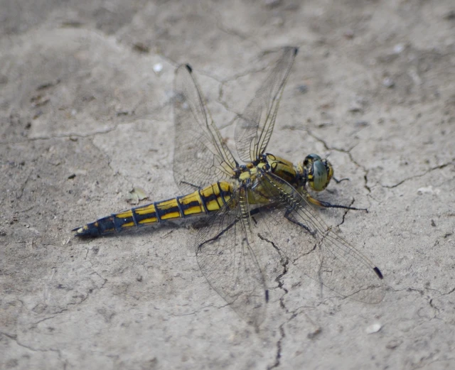 Orthetrum cancellatum - feketefarkú pásztorszitakötő