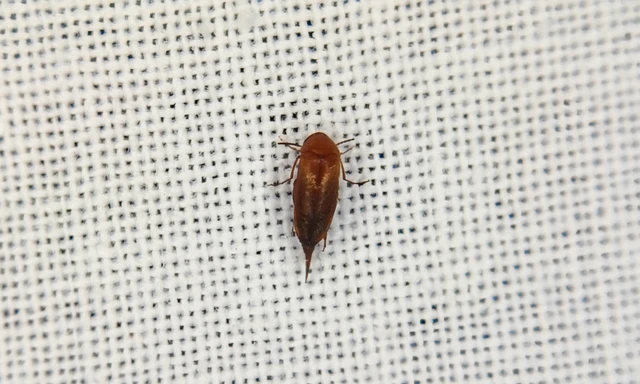 Mordellidae - marókafélék Mordellidae - marókafélék