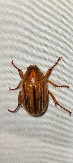 Amphimallon solstitiale - bordás sárgacserebogár