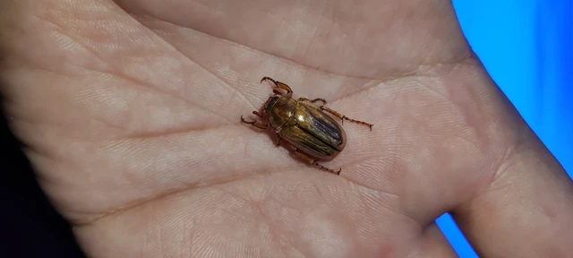 Amphimallon solstitiale - bordás sárgacserebogár