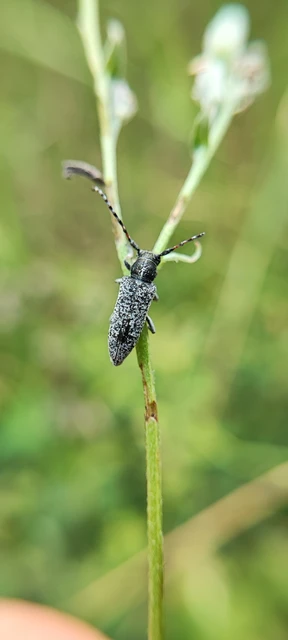 Pilemia tigrina - atracélcincér