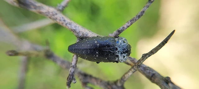 Capnodis tenebrionis - kökény-tükrösdíszbogár