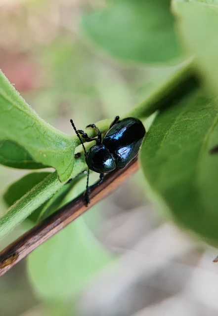 Chrysochus asclepiadeus - tündöklő méreggyiloklevelész