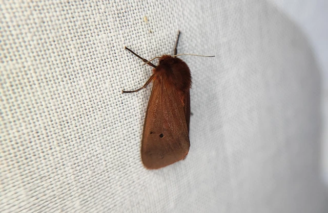 Phragmatobia fuliginosa - füstös medvelepke
