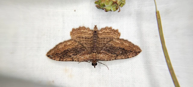 Philereme transversata - varjútövis-araszoló