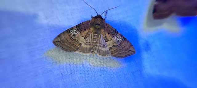 Tethea ocularis - pápaszemes pihésszövő