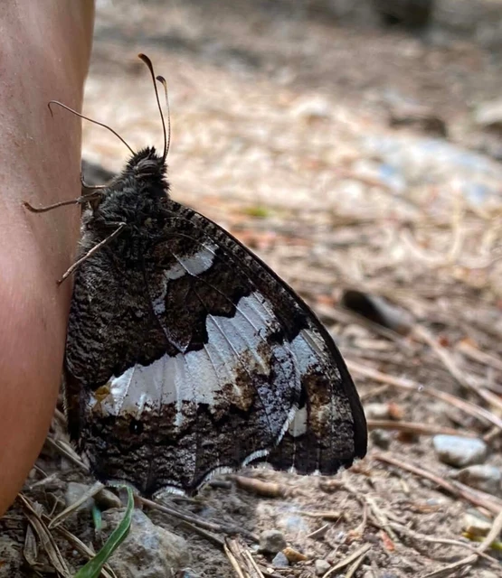 Brintesia circe - fehéröves szemeslepke