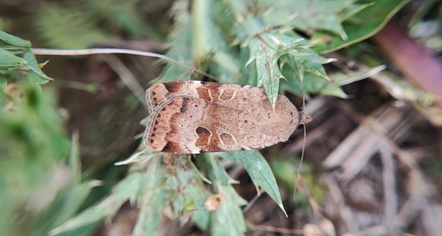 Noctua interposita - köztes sárgafűbagoly
