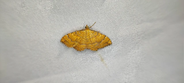 Camptogramma bilineata - kétvonalas sávosaraszoló