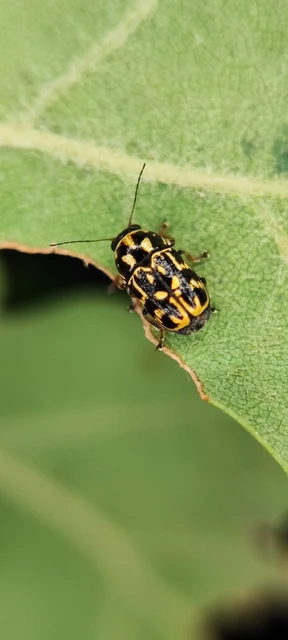 Pachybrachis tesselatus - ragyáshátú tömzsibogár