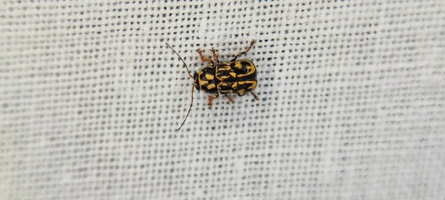 Pachybrachis tesselatus - ragyáshátú tömzsibogár