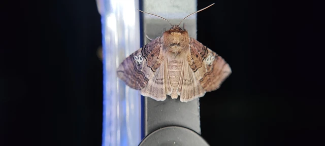 Tethea ocularis - pápaszemes pihésszövő