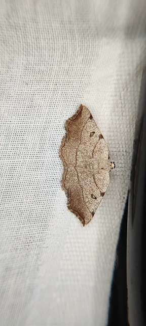 Eilicrinia trinotata - háromjegyű araszoló