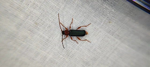 Phymatodes testaceus - változékony korongcincér Phymatodes testaceus - változékony korongcincér