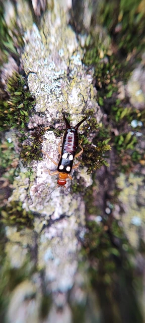 Forficula smyrnensis - szmirnai fülbemászó