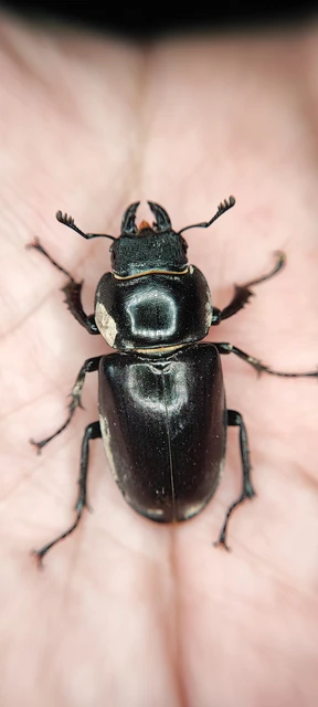 Lucanus cervus - nagy szarvasbogár