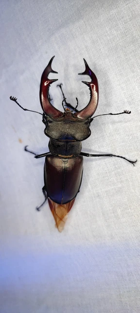Lucanus cervus - nagy szarvasbogár