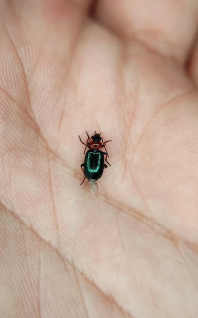 Lebia cyanocephala - pompás cserjefutó