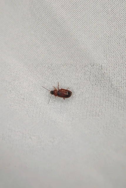 Carabidae - futóbogárfélék