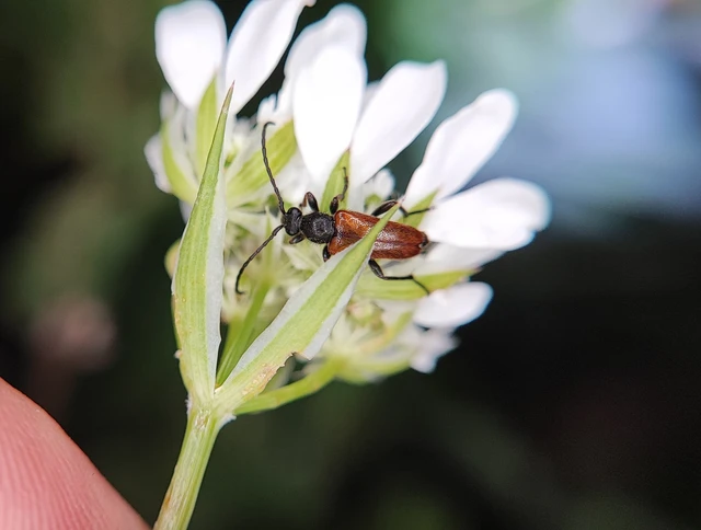 Pseudovadonia livida - barnás virágcincér