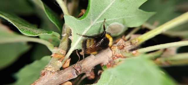 Bombus haematurus - mediterrán poszméh
