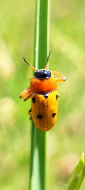 Tituboea macropus - dárdahere-zsákhordóbogár