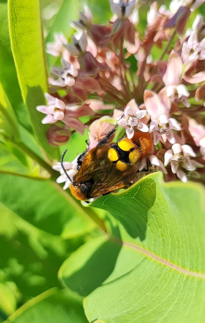 Megascolia maculata - óriás-tőrösdarázs
