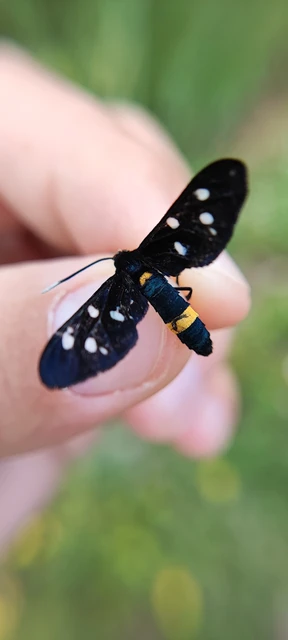 Amata phegea - fehérpettyes álcsüngőlepke