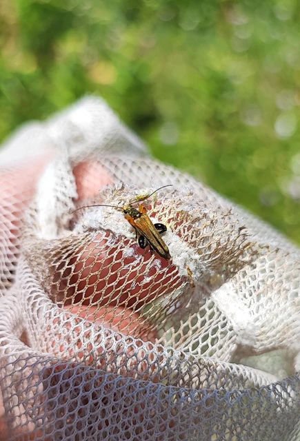 Oedemera podagrariae - székfű-álcincér