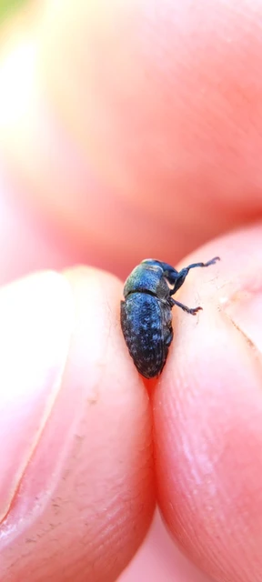 Larinus obtusus - imola-púderbarkó