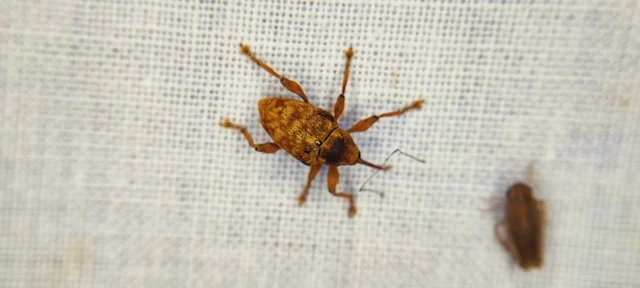 Curculio venosus - tarajos zsuzsóka