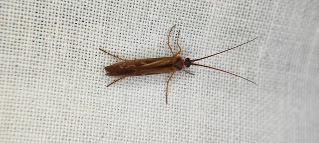 Trichoptera - Tegzesek