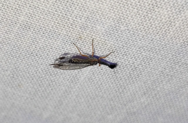 Raphidioptera - Tevenyakú-fátyolkák