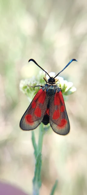 Zygaena loti - közönséges csüngőlepke