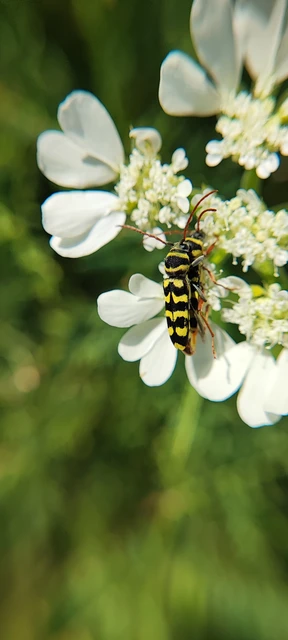 Echinocerus floralis - lucerna-darázscincér