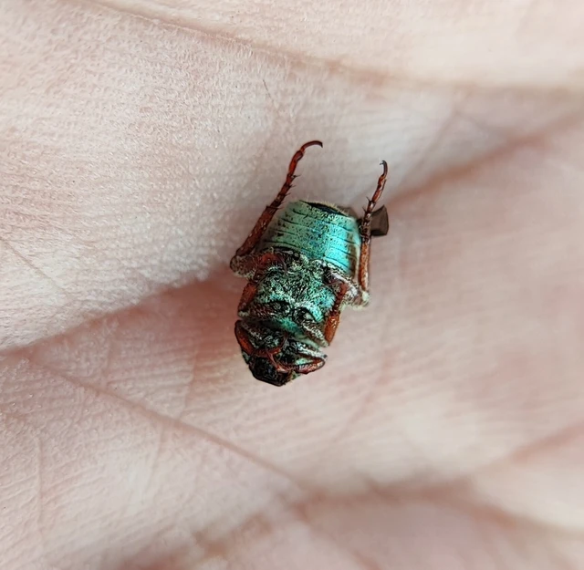 Hoplia dilutipes