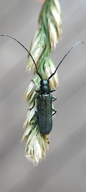 Agapanthia intermedia - kék varfűcincér