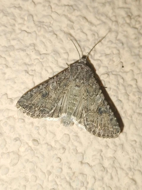 Hadula trifolii - lóherebagoly
