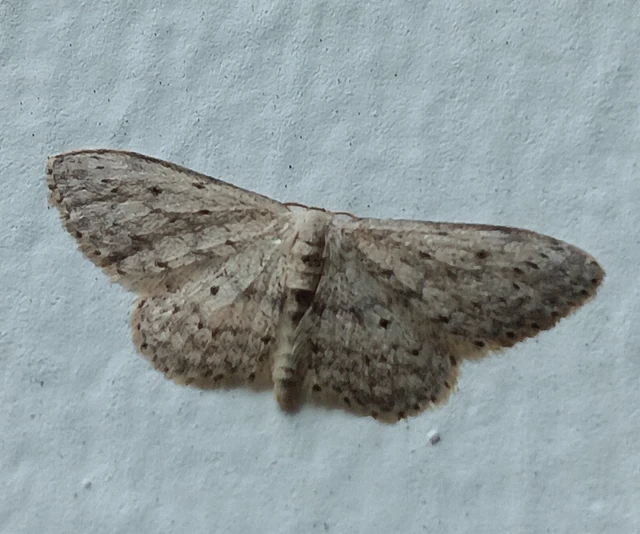 Idaea seriata - szürke apróaraszoló