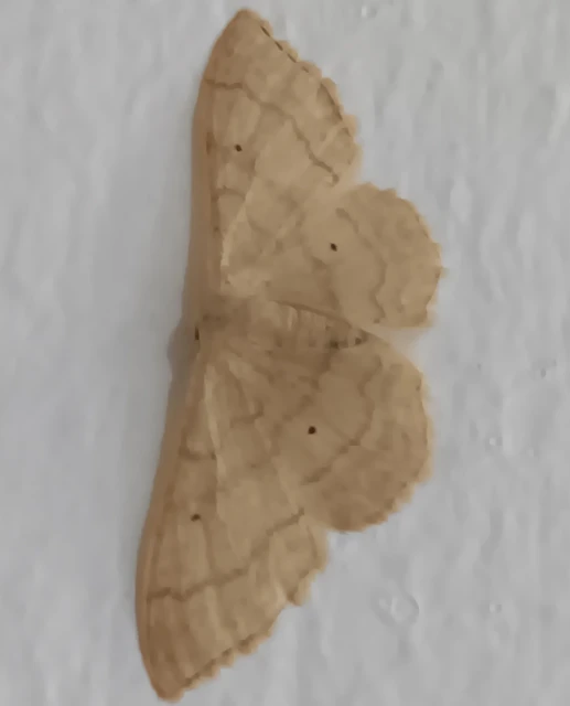 Idaea deversaria - egyszínű sávosaraszoló