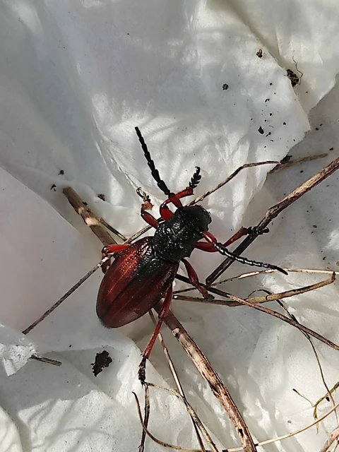 Dorcadion fulvum - barna gyalogcincér