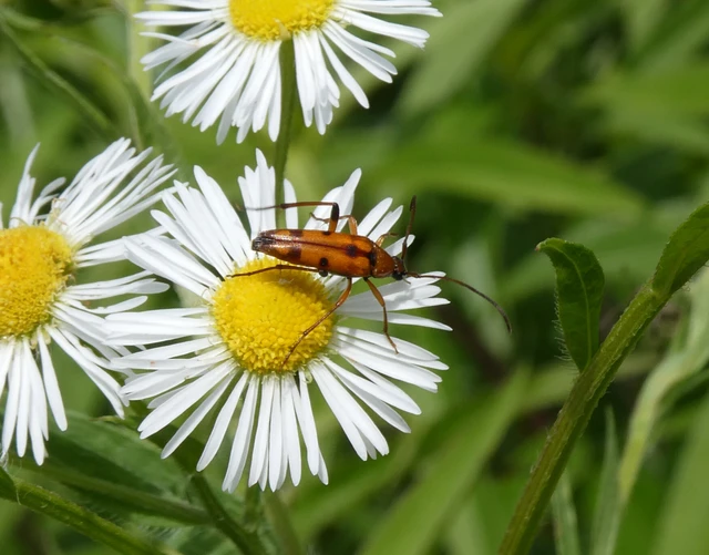 Stenurella septempunctata - hétpettyes karcsúcincér
