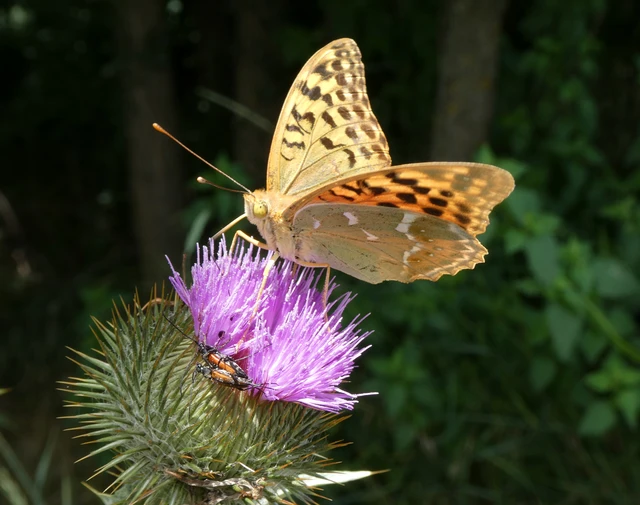 Argynnis pandora - zöldes gyöngyházlepke
