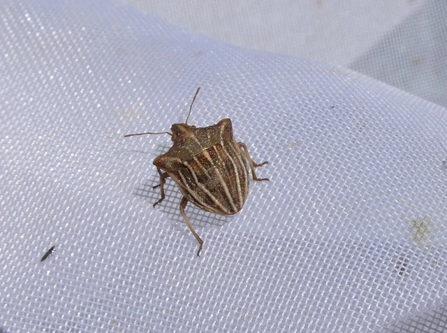Ancyrosoma leucogrammes - vállas poloska Ancyrosoma leucogrammes - vállas poloska