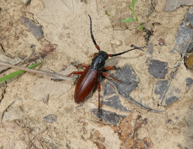 Dorcadion fulvum - barna gyalogcincér