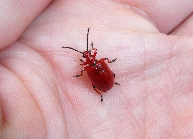 Lilioceris merdigera - hagymabogár Lilioceris merdigera - hagymabogár