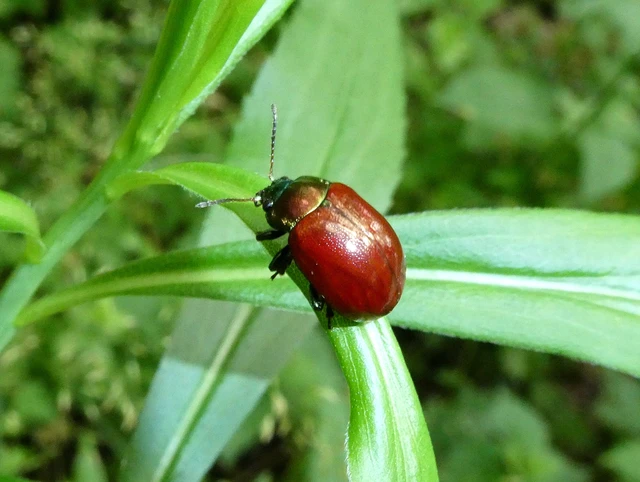 Chrysolina polita - réti mentalevelész Chrysolina polita - réti mentalevelész