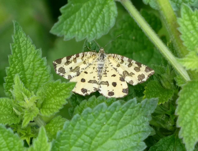 Pseudopanthera macularia - párducfoltos araszoló