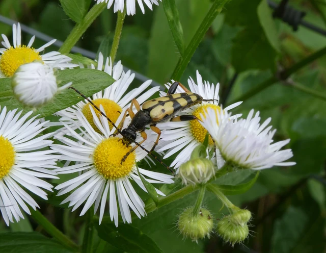 Rutpela maculata - tarkacsápú karcsúcincér Rutpela maculata - tarkacsápú karcsúcincér