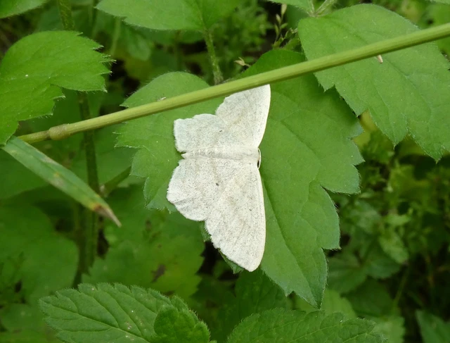 Scopula nigropunctata - feketepettyes araszoló